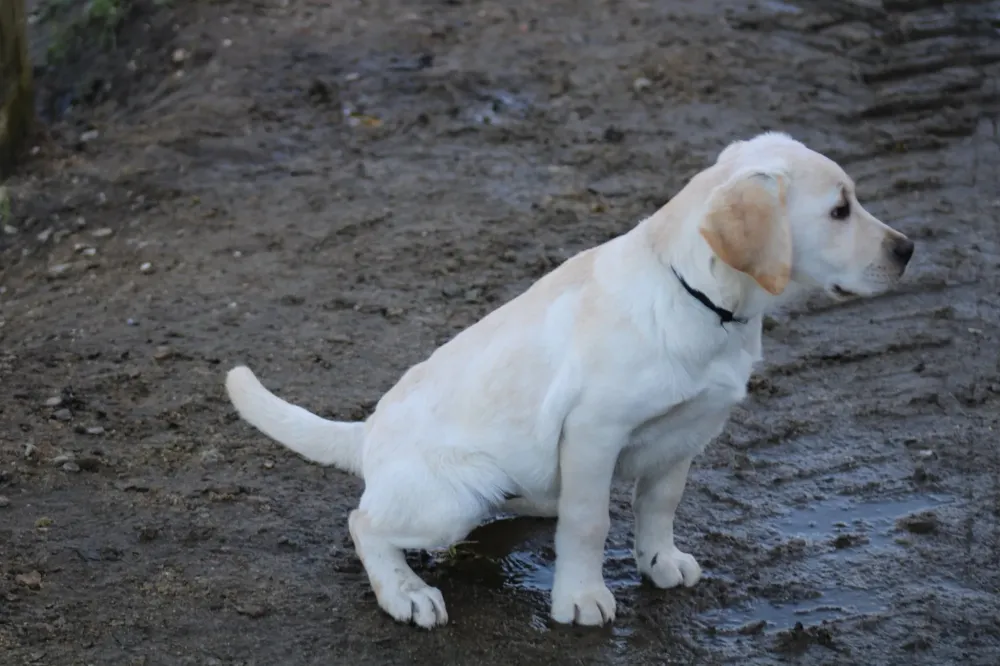 Labradors (1)