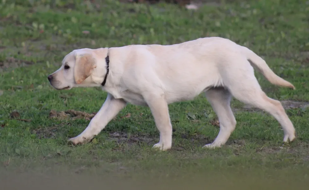 Labradors (2)