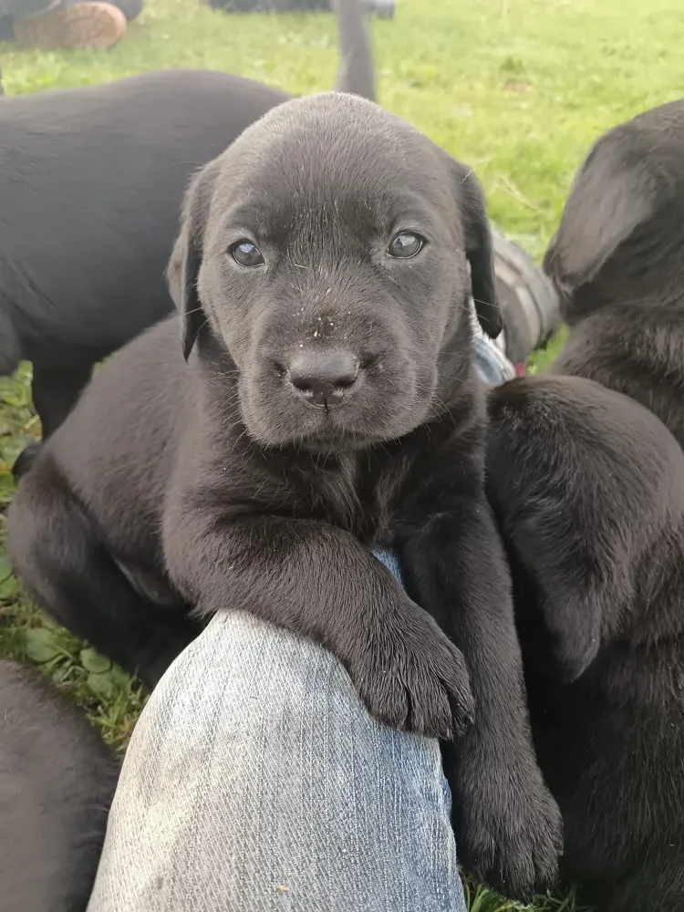 Labradors (3)