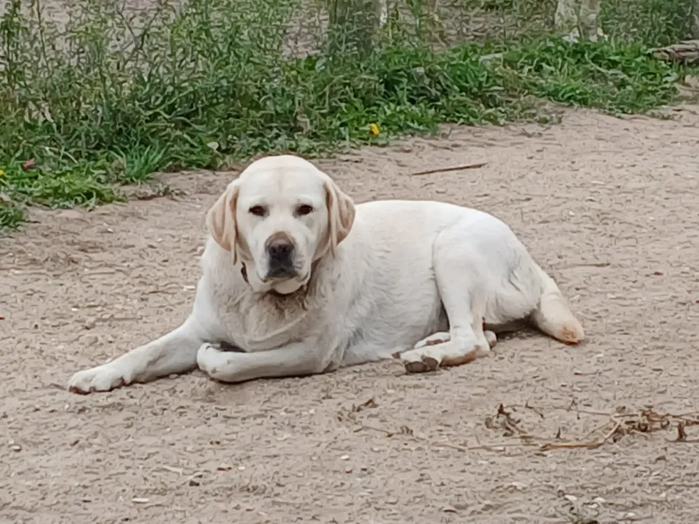 saphyr