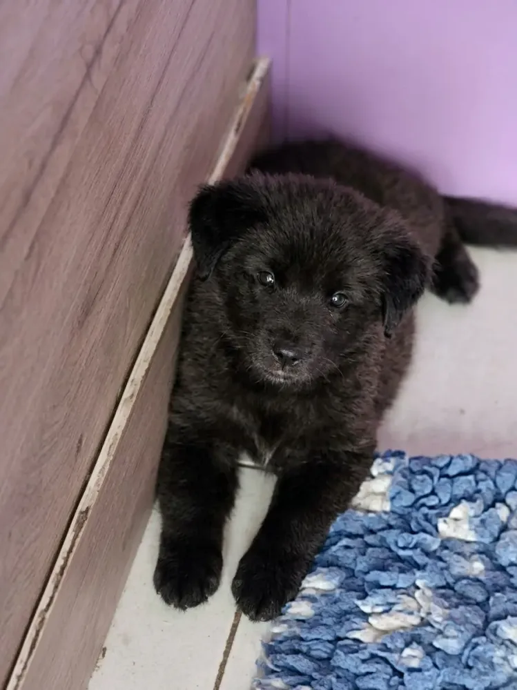 chiot-uxane-6