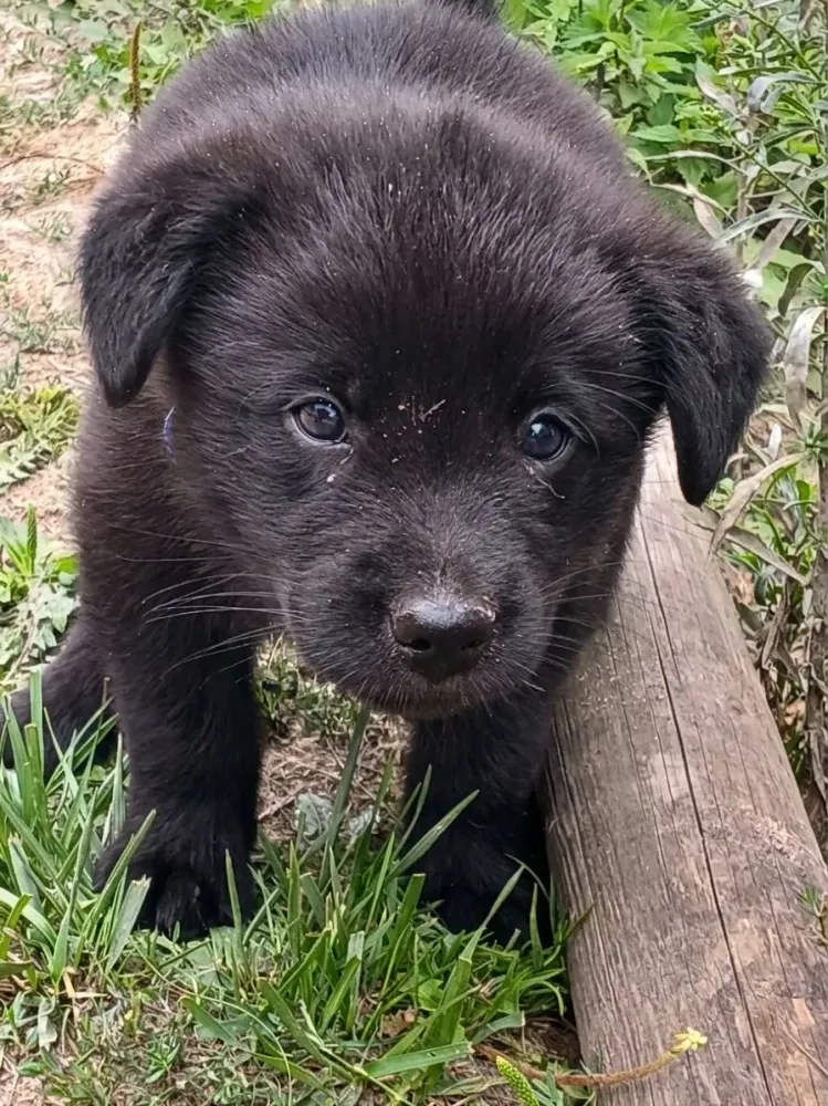 chiot-uxane-9