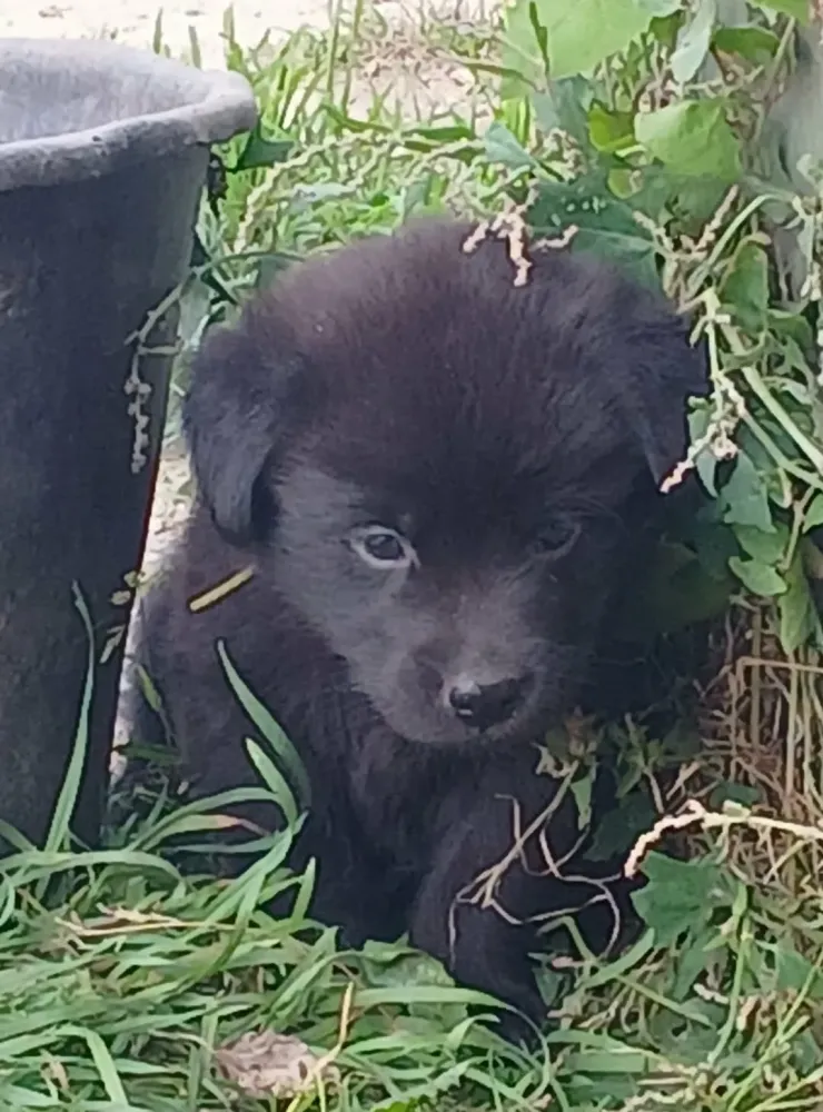 chiot-uxane-1